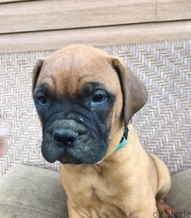 BullMastiff Puppies For Adoption 1