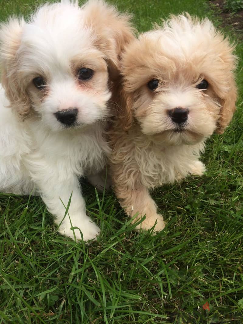 Wonderful Cavachon Puppies For Adoption 0