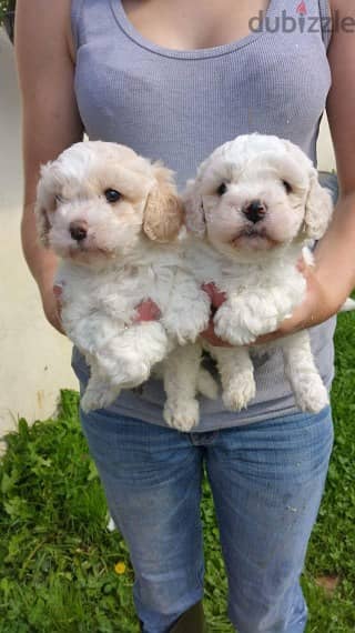 Wonderful Cavachon Puppies For Adoption 1