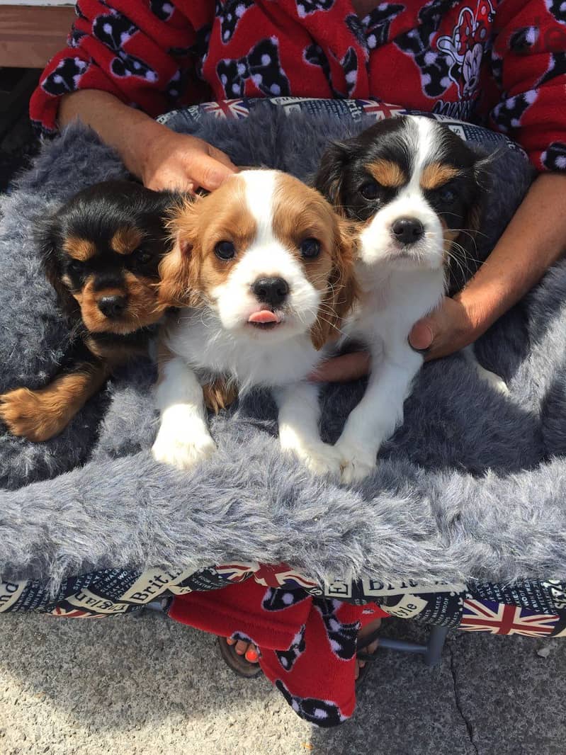 Cavalier King Charles Spaniel Puppies for Adoption 0