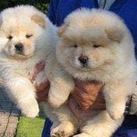 chow chow puppies for adoption Ready Now 0