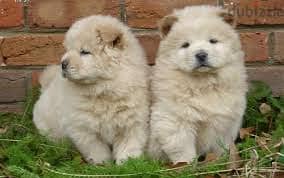 chow chow puppies for adoption Ready Now 1