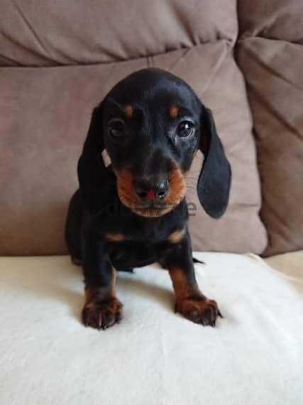 Dachshund puppies For Adoption 1