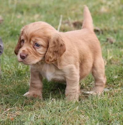 Cocker Spaniel Puppies For Adoption .