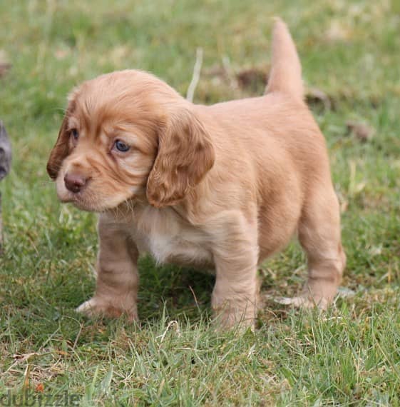 Cocker Spaniel Puppies For Adoption . 0