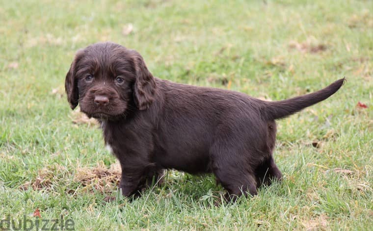 Cocker Spaniel Puppies For Adoption . 1