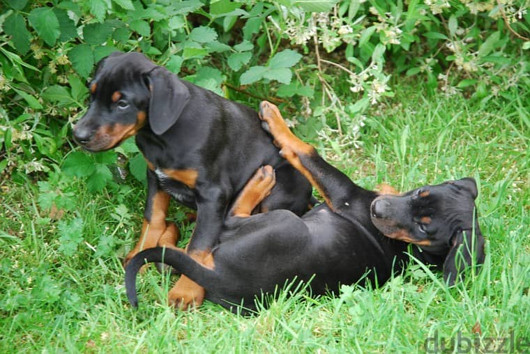 Doberman Pinscher Puppies Available for Adoption 1