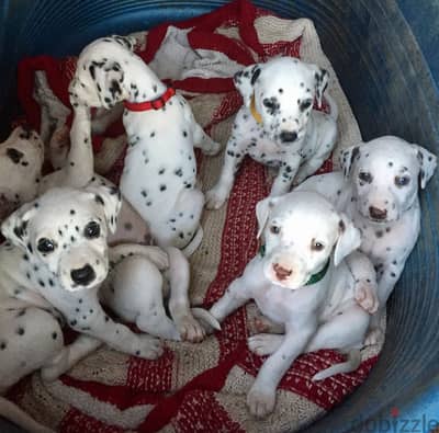 Dalmatian puppies now ready for a new home