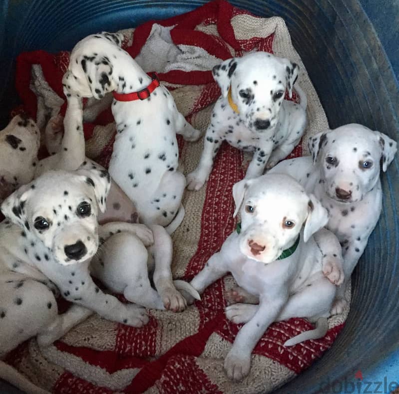 Dalmatian puppies now ready for a new home 0