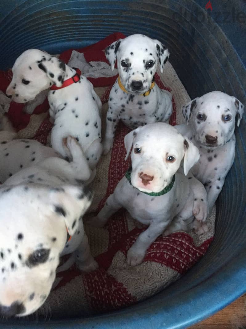 Dalmatian puppies now ready for a new home 1