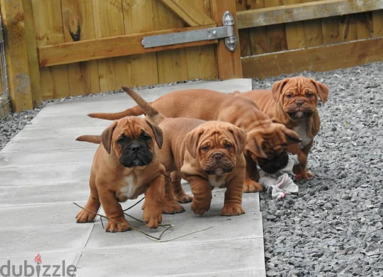 Dogue De Bordeaux Puppies for sale ( French Mastiff ) 1