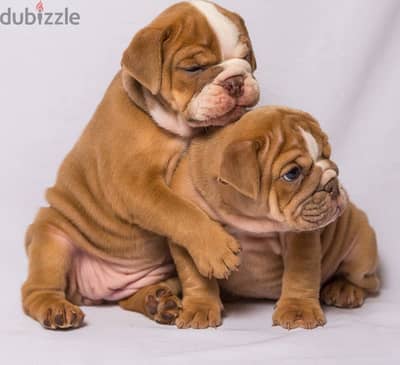 English Bulldog Puppies for adoption