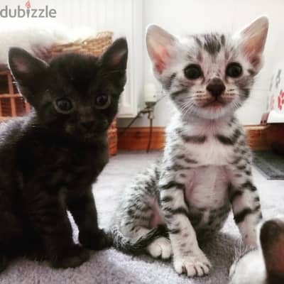 Lovely Egyptian Mau Kittens for Adoption