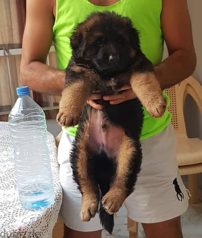 German Shepherd Puppies for adoption