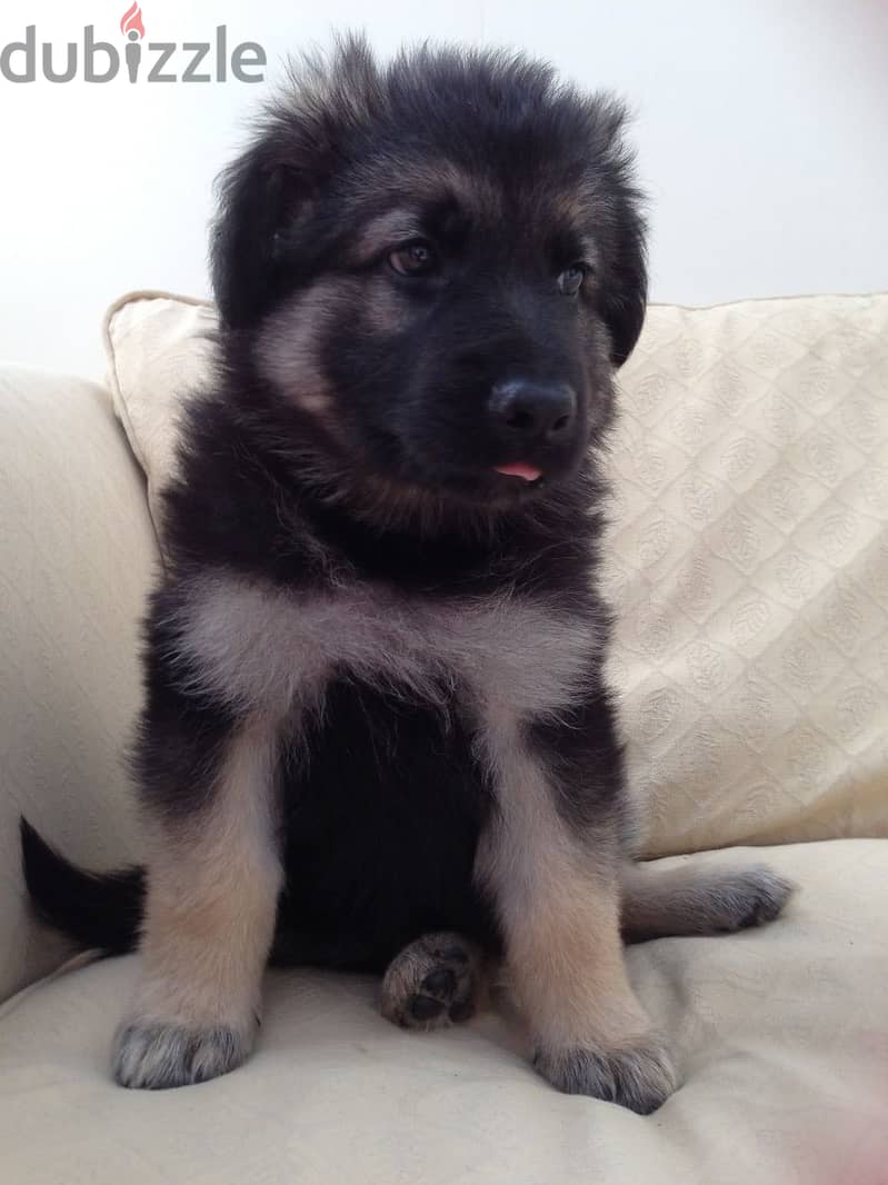 German Shepherd Puppies for adoption 1