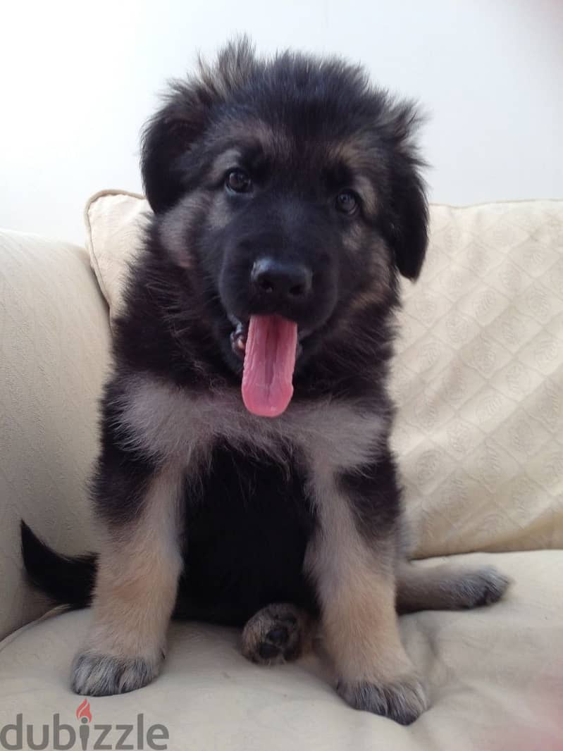 German Shepherd Puppies for adoption 2