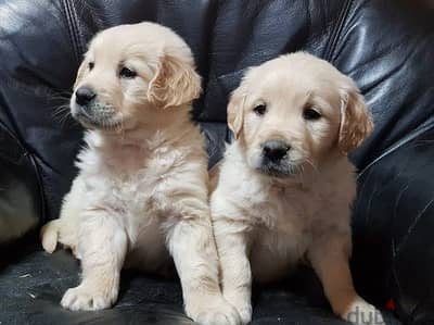 Golden Retriever Puppies Available