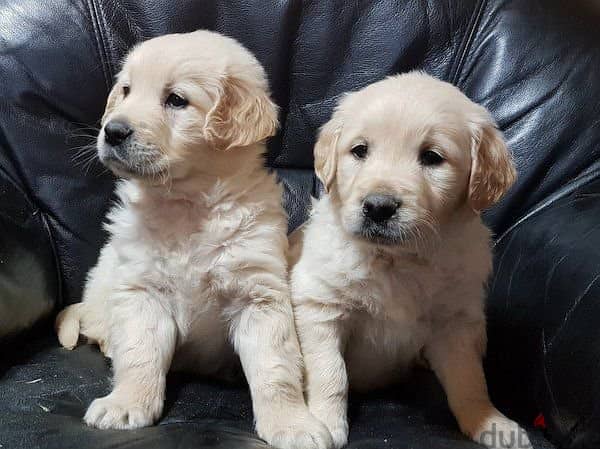 Golden Retriever Puppies Available 0