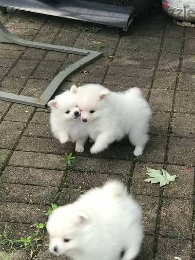 Pomeranian