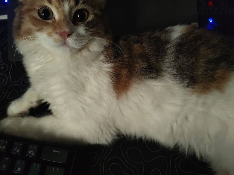 Adult female cat for sale (URGENT) 4