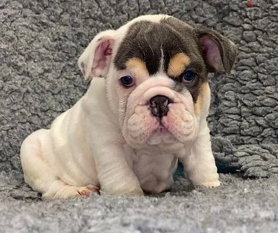 Whatsapp Me +966583921348 English Bulldog Puppies 1