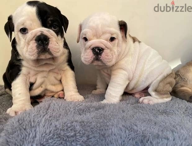 Whatsapp Me +966583921348 English Bulldog Puppies 0