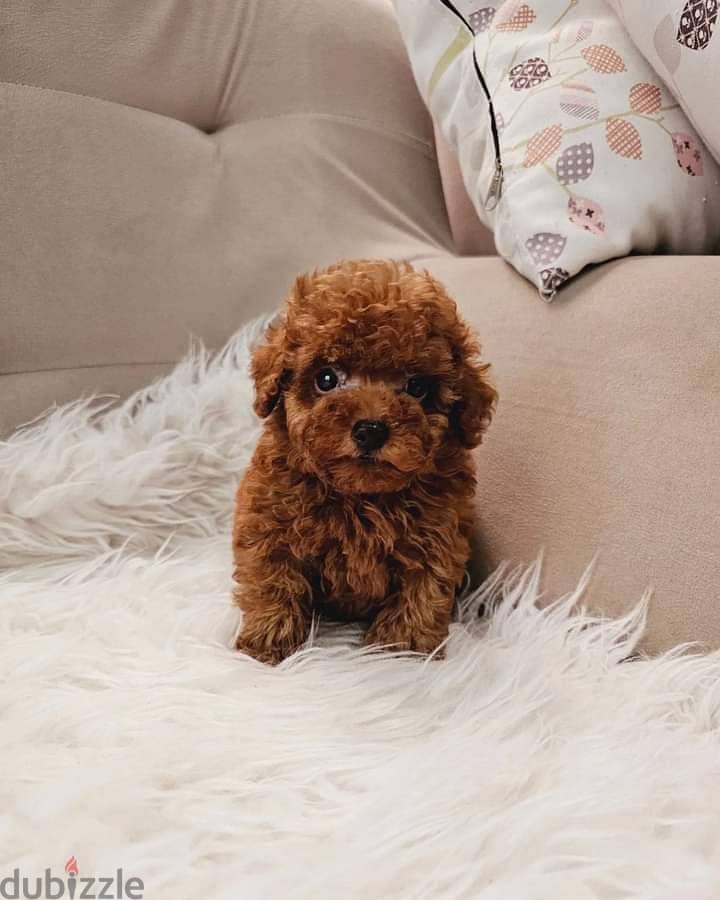 Whatsapp Me +972555074990 Toy Poodle Puppies 1