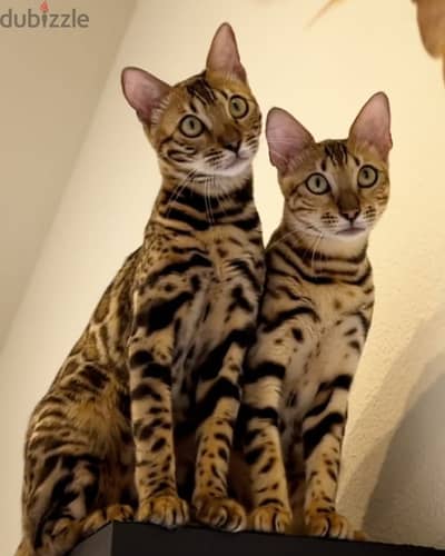 Bengal