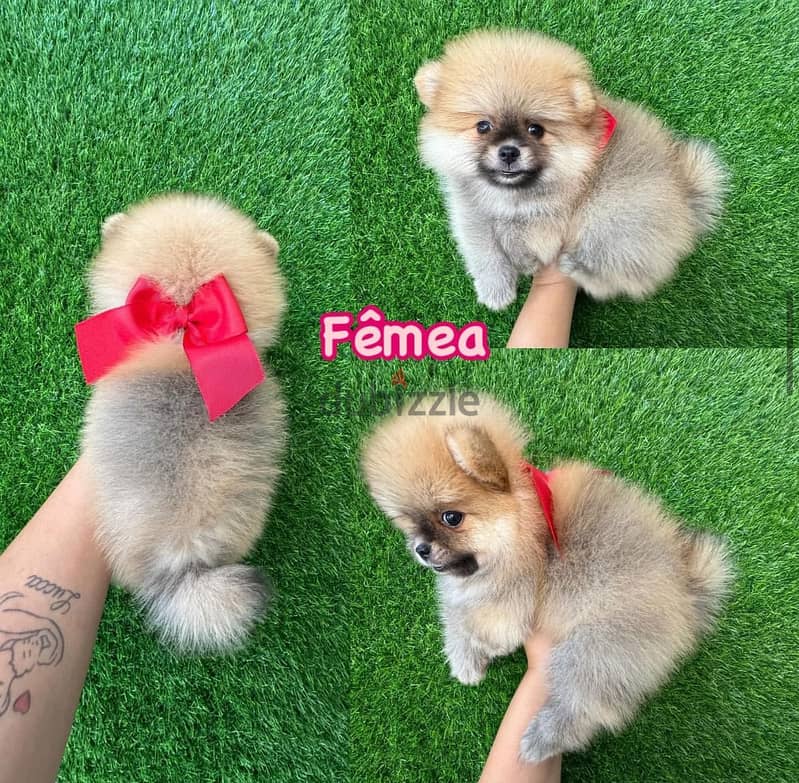 Pomerania-n puppy for sale 0