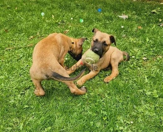 Whatsapp Me +966583921348 Belgian Malinois Puppies 1