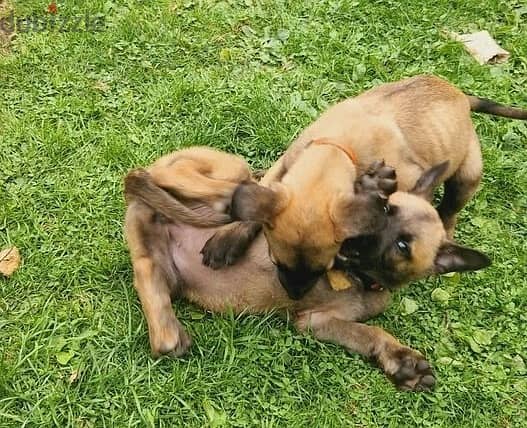 Whatsapp Me +966583921348 Belgian Malinois Puppies 1