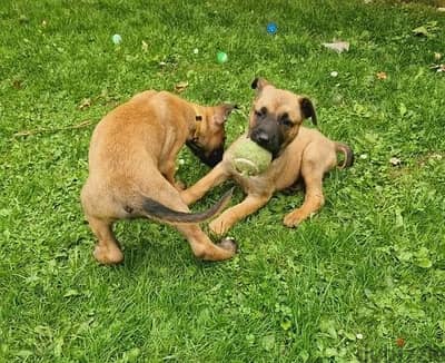 Whatsapp Me +966583921348 Belgian Malinois Puppies