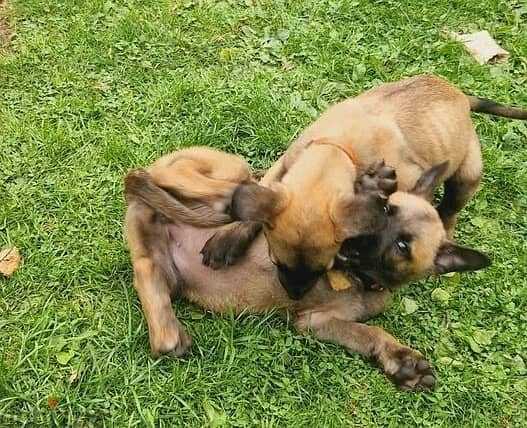 Whatsapp Me +966583921348 Belgian Malinois Puppies 0