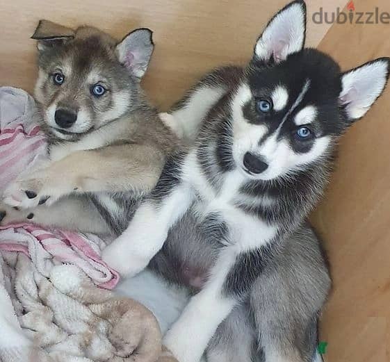 Whatsapp Me +966588993320 Siberian Husky Puppies 1