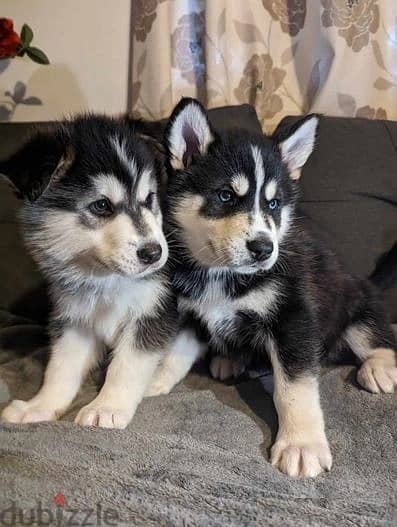 Whatsapp Me +966588993320 Siberian Husky Puppies 1