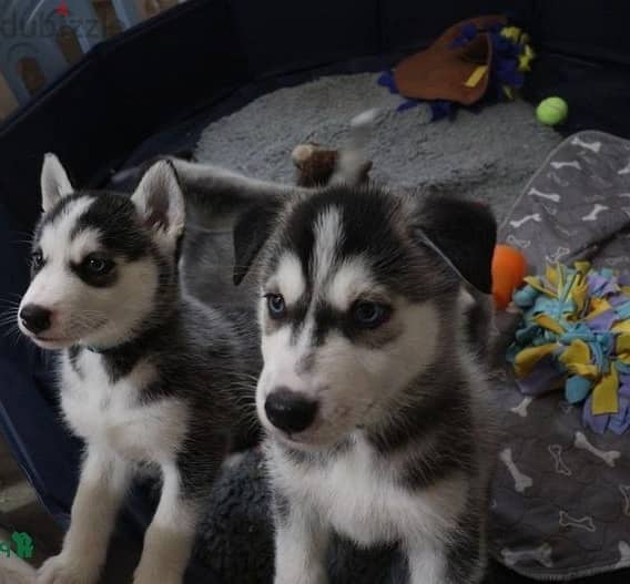 Whatsapp Me +966588993320 Siberian Husky Puppies 0