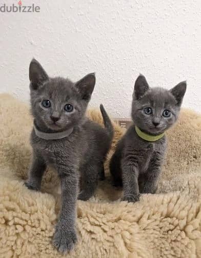 Whatsapp Me +966588993320 Russian Blue Cats 0