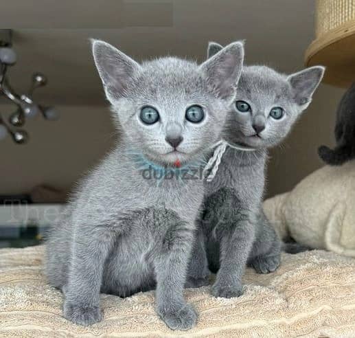 Whatsapp Me +966588993320 Russian Blue Cats 0