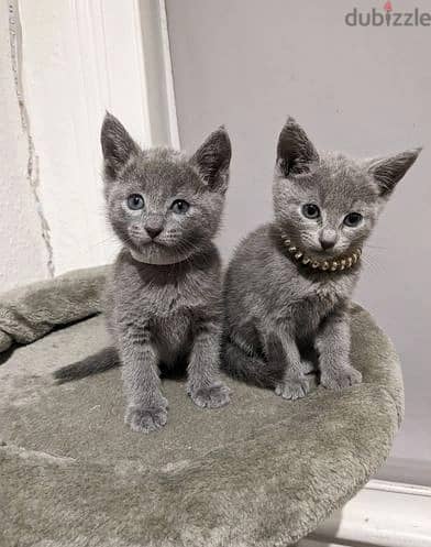 Whatsapp Me +966588993320 Russian Blue Cats 0