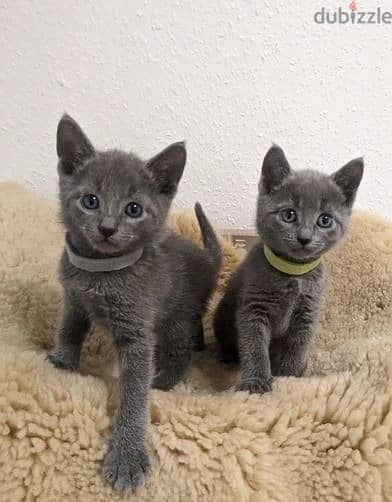 Whatsapp Me +966588993320 Russian Blue Cats 1