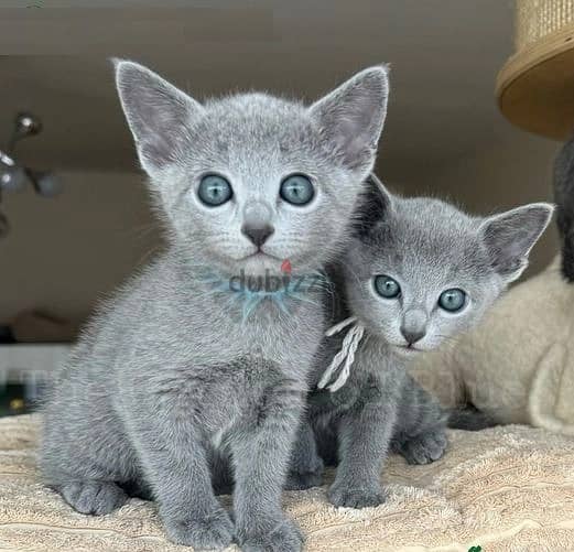 Whatsapp Me +966588993320 Russian Blue Cats 0