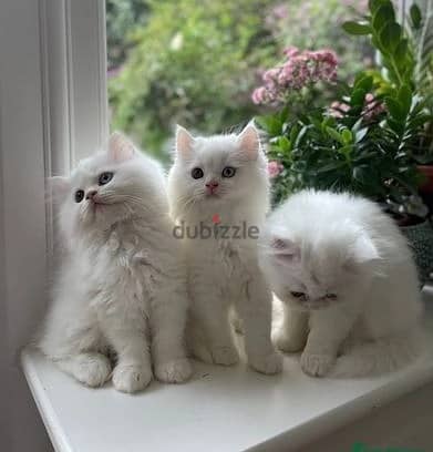 Whatsapp Me +966583921348 Persian Cats