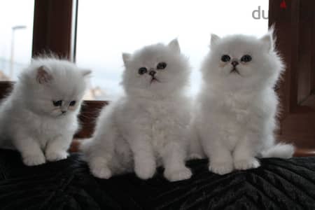 Whatsapp Me +966583921348 Persian Cats