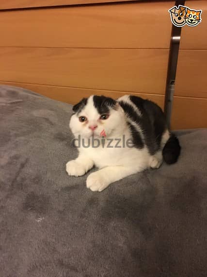 Whatsapp Me +972555074990 Scottish Fold Cats 0