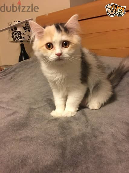 Whatsapp Me +972555074990 Scottish Fold Cats 0