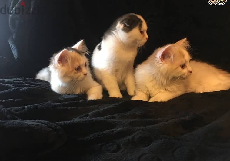 Whatsapp Me +972555074990 Scottish Fold Cats 0