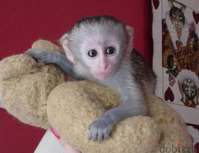 Whatsapp Me +972555074990 Capuchin Monkey 0