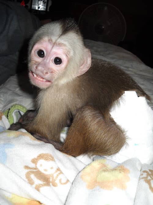 Whatsapp Me +972555074990 Capuchin Monkey 1