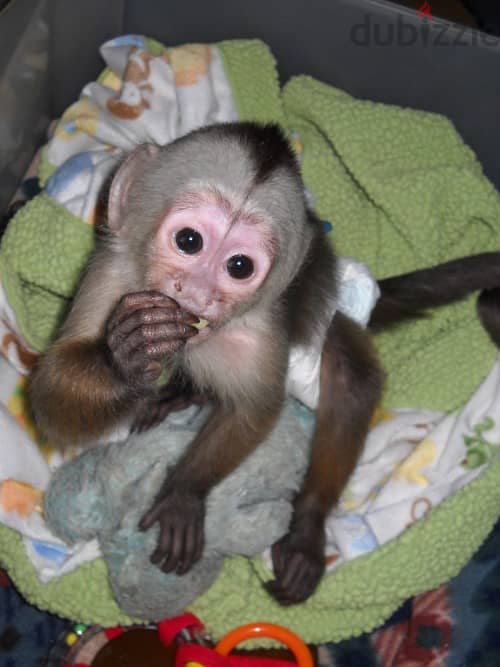 Whatsapp Me +972555074990 Capuchin Monkey 0