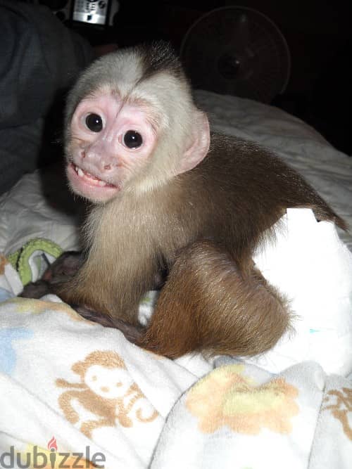 Whatsapp Me +972555074990 Capuchin Monkey 1